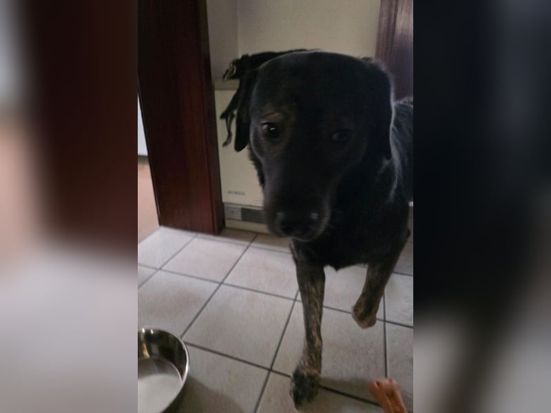 Notfellchen SHADOW❤️in 69198 Schriesheim, dringend Not-PS oder Für-Immer-Zuhause gesucht