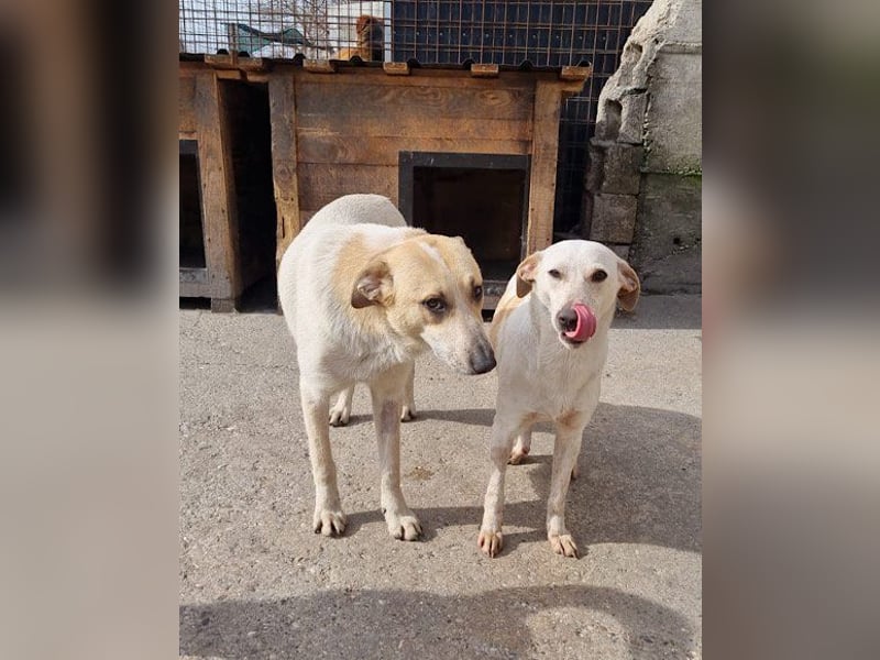 Liebe Nala möchte bei dir einziehen