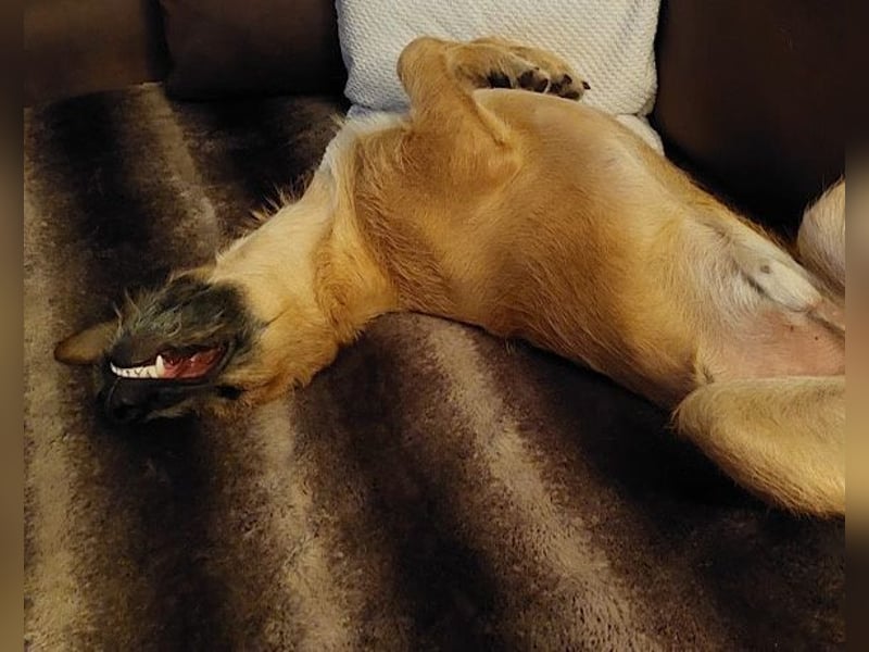 Besuche Taro in 24885 Sieverstedt ❤