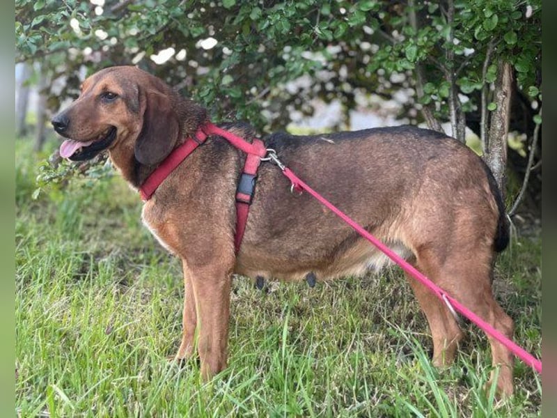 Reina in 01640 Coswig