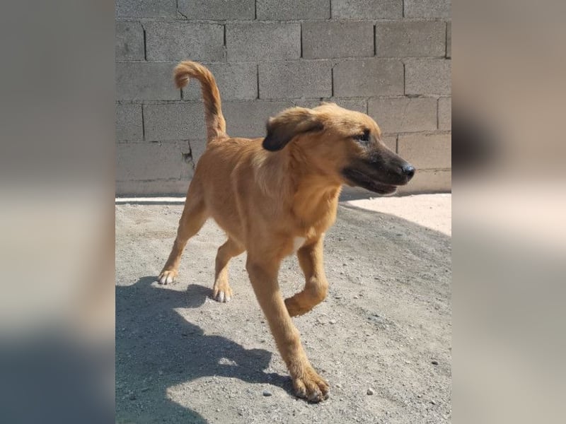 Schnuckel ♥Bettie♥ will spielen & kuscheln