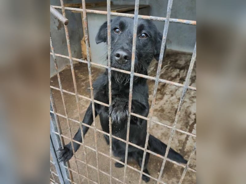 Traumhündin Ebony ❤️ verträglich, lieb, offen!
