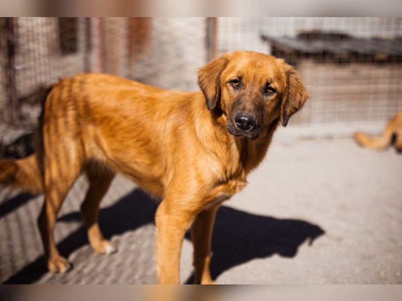 Schnuckel ♥Bettie♥ will spielen & kuscheln