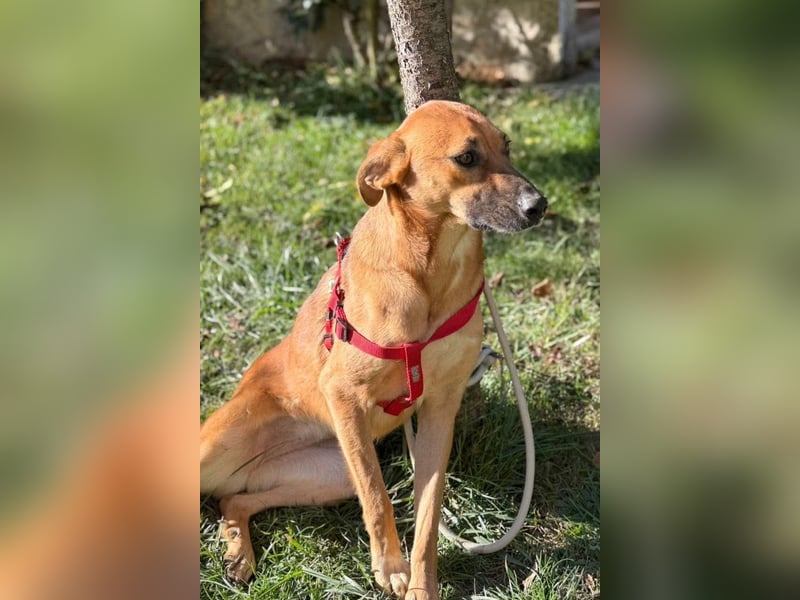 LISA❤️sanfte Seele sucht ihr Familienglück