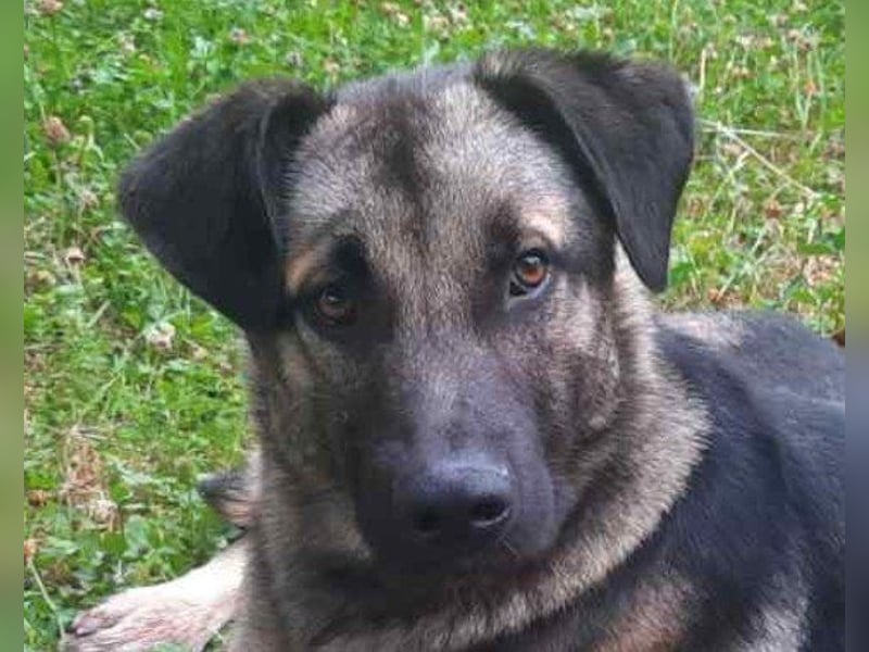 GoodBoy ♥Buddy♥ sucht seinen treuen Buddy auf 2 Beinen