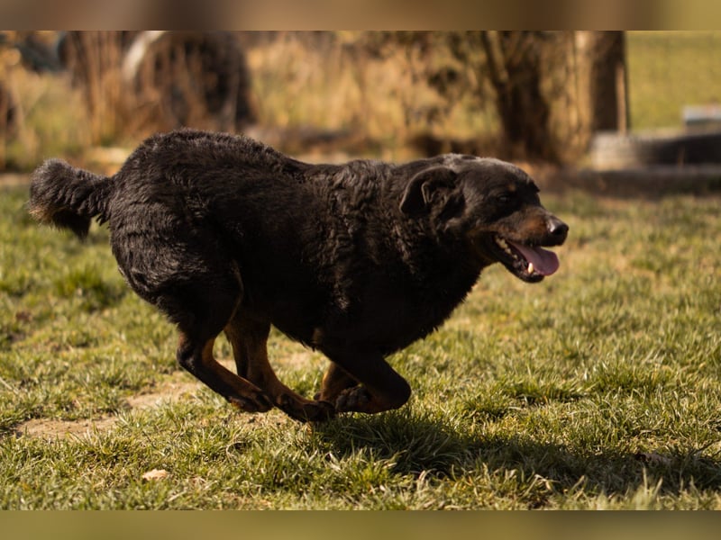 Aktiver Ares sucht seine aktiven Menschen