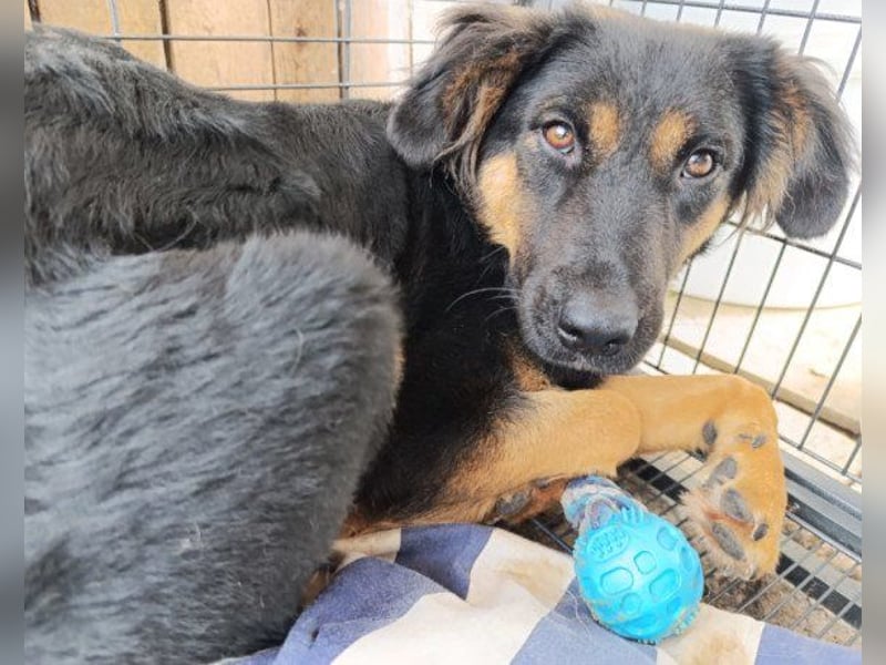 Kleine, schüchterne Vaiana = sucht Liebe und Treue