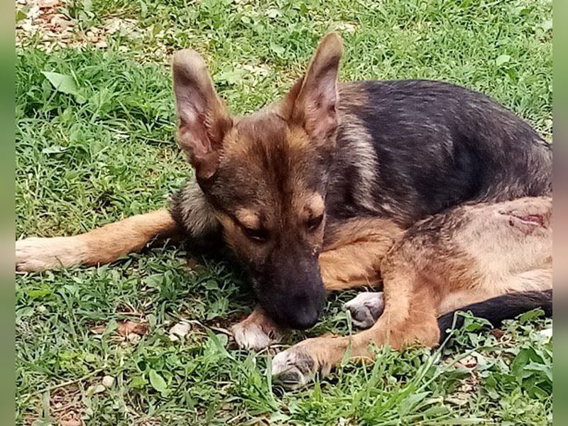 Liebevolles Fellnäschen Bebo -  liebt jeden, ob Mensch, Hund oder Katze