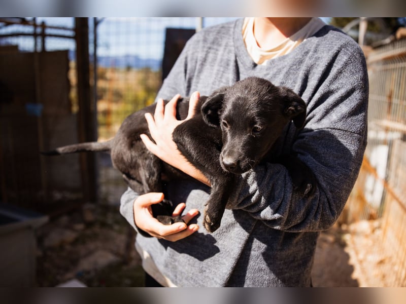 Ljubavi ❤️ junger, lebensfroher Hundebub