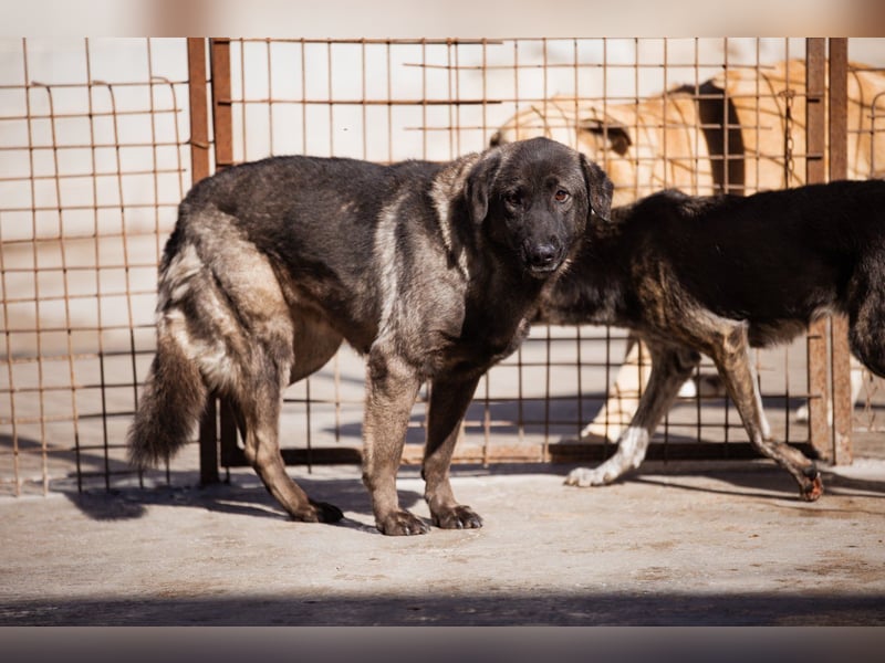 Viva - schüchtern und liebevoll