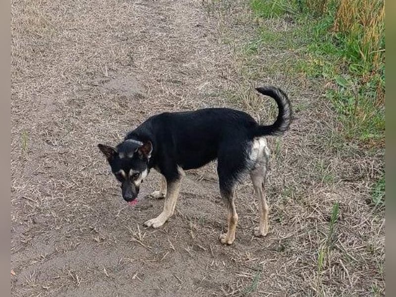 Otto ❤️ so freundlich und verträglich! Otto ❤️ so freundlich und verträglich!