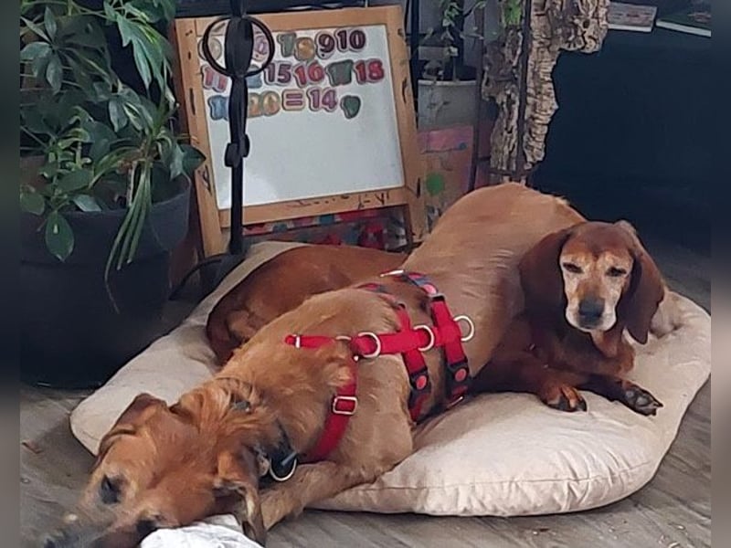 Toller Rüde ♥ Taro ♥ wartet bereits in 24885 Sieverstedt