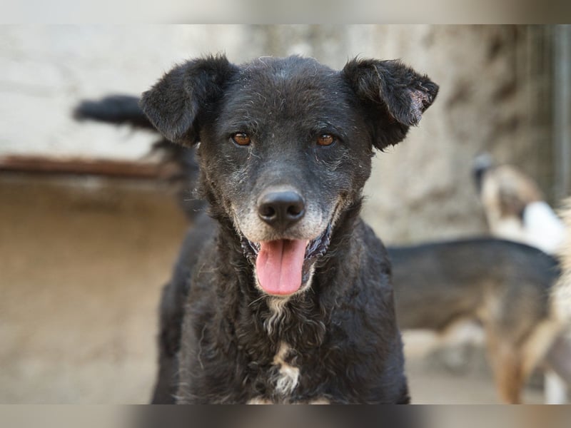 BIMAL❤️lieber, sozialer, katzenverträglicher Familienhund wartet schon in 67753 Aschbach