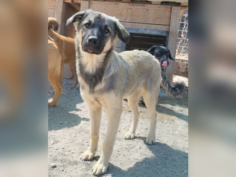 Suki ❤️ Süßes + liebes Hundemädchen!