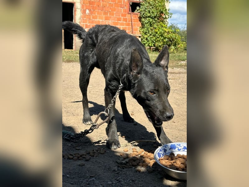 Sokol ❤️ verschmuster, verspielter Hunde-Schatz sucht sein Zuhause