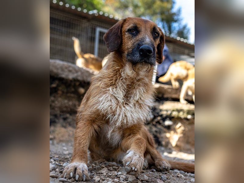 Sanfter ♥ Oscar ♥ wartet schon in 74749 Rosenberg