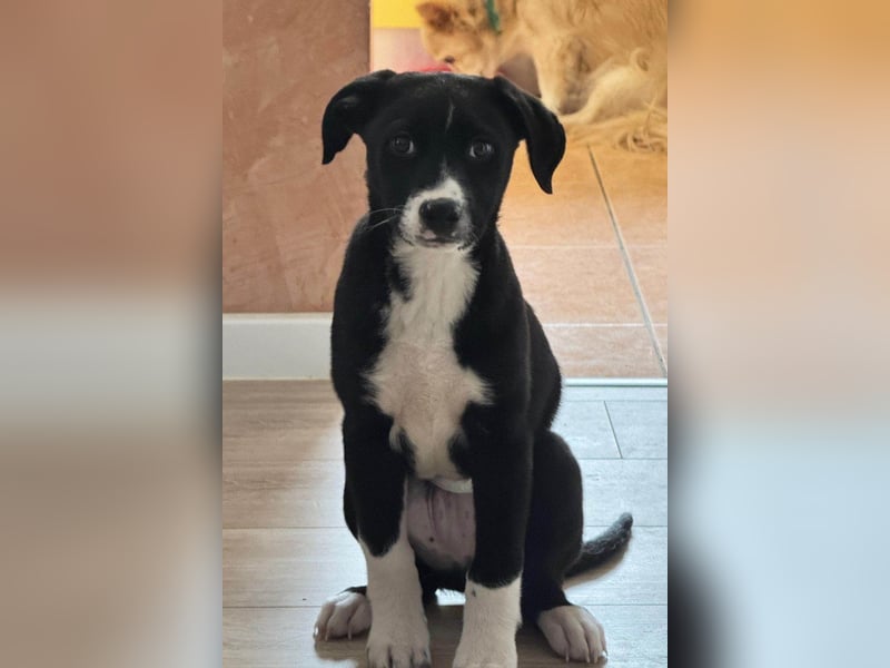 LENNI❤️kleiner Entdecker sucht sein großes Glück!