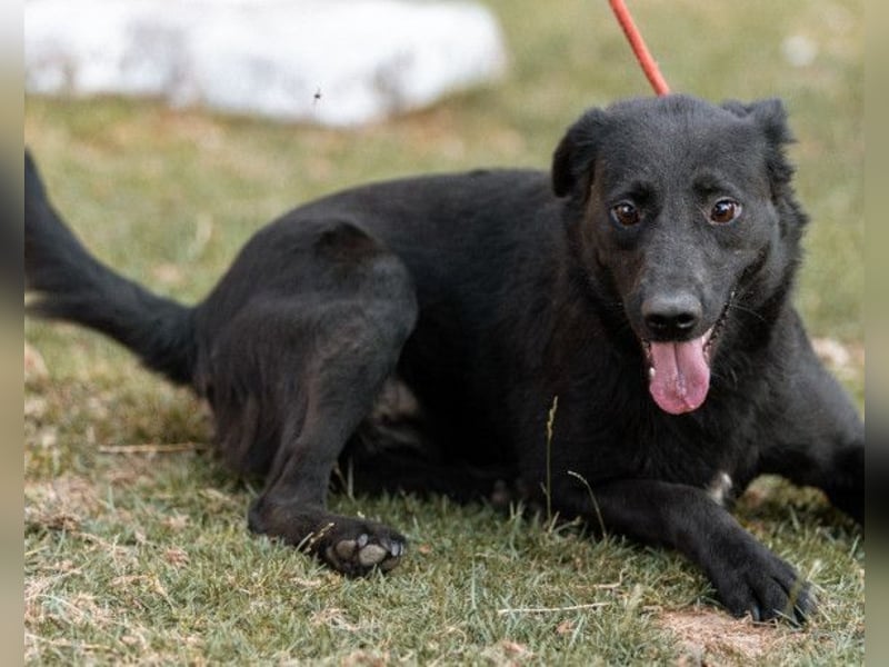CHUNA❤️freundliche, neugierige & absolut liebenswerte Schmusepfote