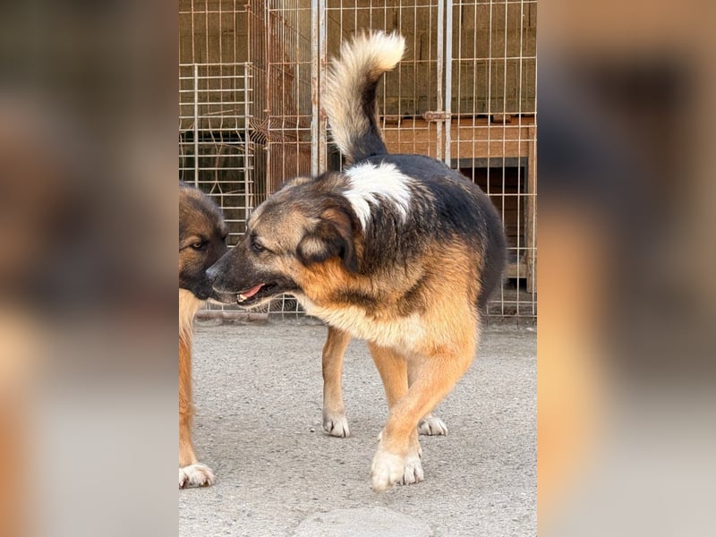 KORA❤️sanfte Seele sucht sehnsüchtig ein liebevolles Zuhause & Geborgenheit