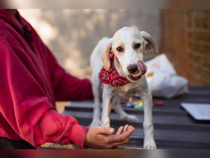 Leni ❤️ zuckersüßes, junges Hundemädchen Leni ❤️ zuckersüßes, junges Hundemädchen