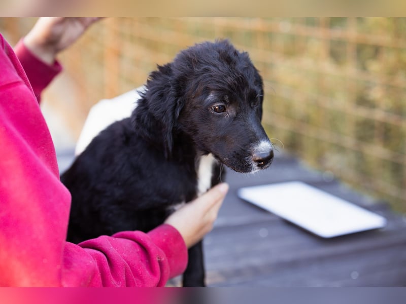 Rudi ❤️ verspielter, lieber Welpenbub! Rudi ❤️ verspielter, lieber Welpenbub!