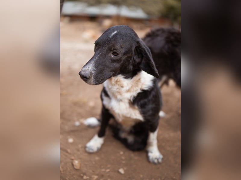 GROF❤️so lieber, anhänglicher Hundejunge