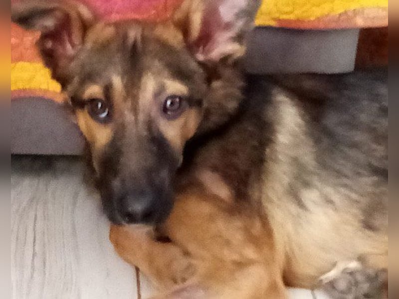 Bebo ❤️ Liebevolles Fellnäschen!