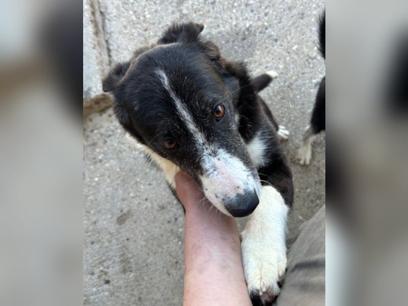 Genießerschnute ♥Mona♥ wartet bereits in 01640 Coswig auf dich/euch