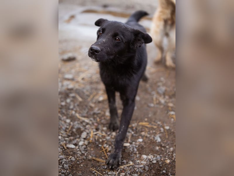 Loris ❤️ verspielter, aktiver Jungrüde