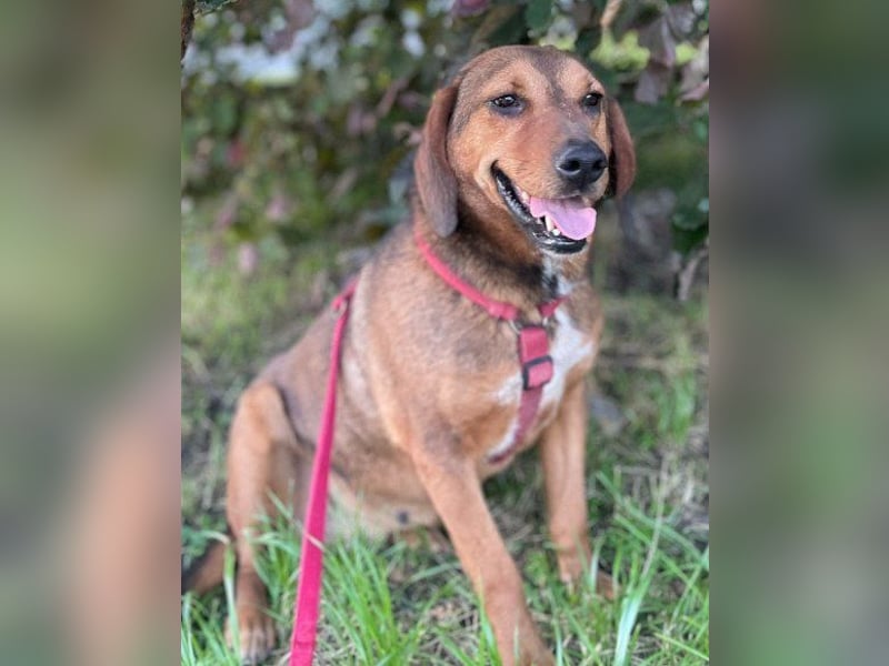 Reina in 01640 Coswig