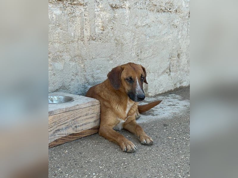 Sanfter ♥Amigo♥ erwartet dich bereits in 74749 Rosenberg