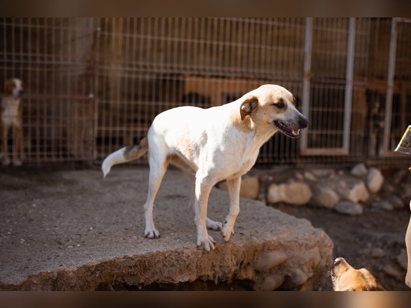 Liebe Nala möchte bei dir einziehen