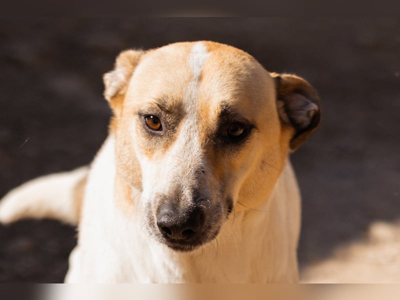 Liebe Nala möchte bei dir einziehen ❤