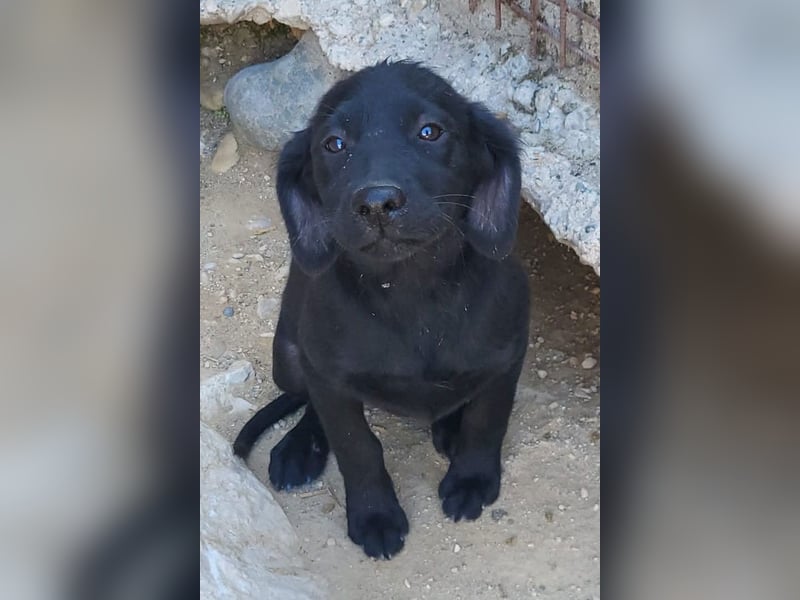 Knutschkugel GRACIE❤️zauberhaftes Fellschnute sucht ihr Zuhause fürs Leben