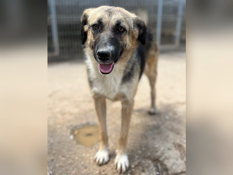 KORA❤️sanfte Seele sucht sehnsüchtig ein liebevolles Zuhause & Geborgenheit