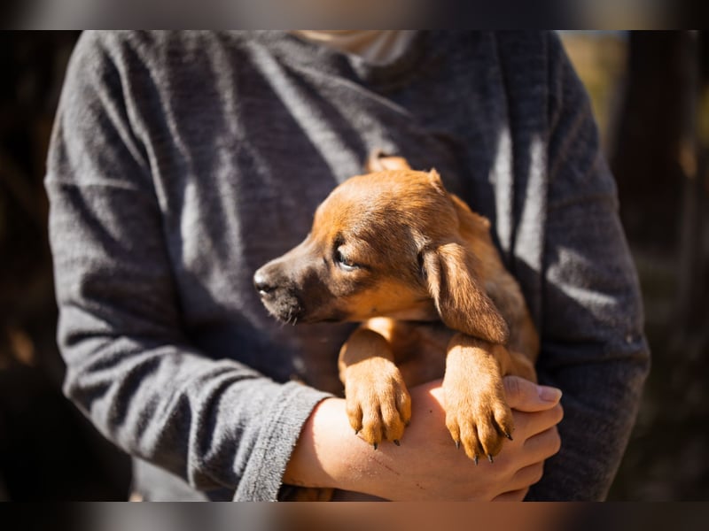 Tilly ❤️ aufgeweckte, lebenslustige Maus