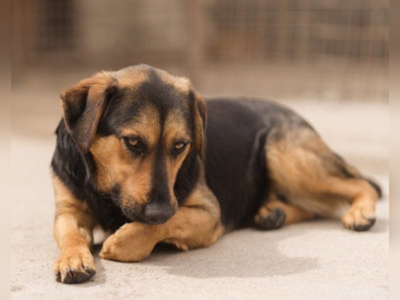Wundervolle Aylini sucht ein Zuhause