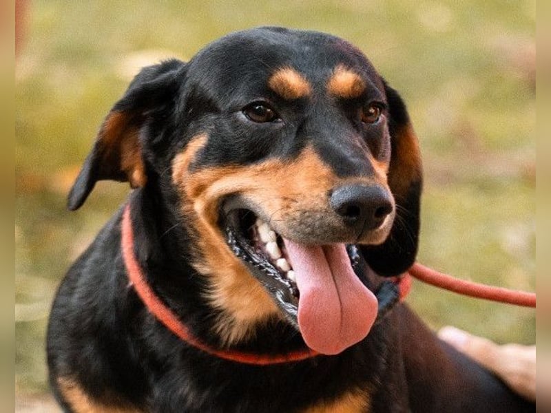 Lieber Bliss ❤️ sucht sein neues Zuhause