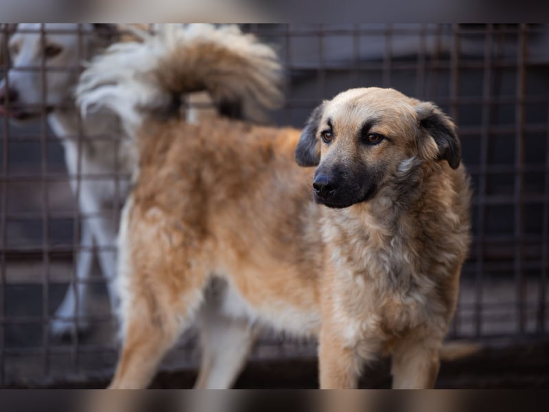 Ben ❤️ schmusiger, schüchterner Hundebub