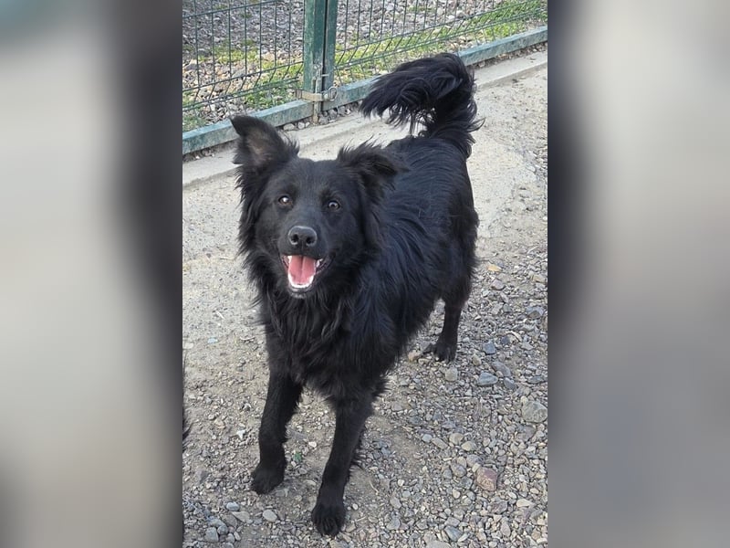 Filou ❤️ verspielter, so lieber Jungrüde