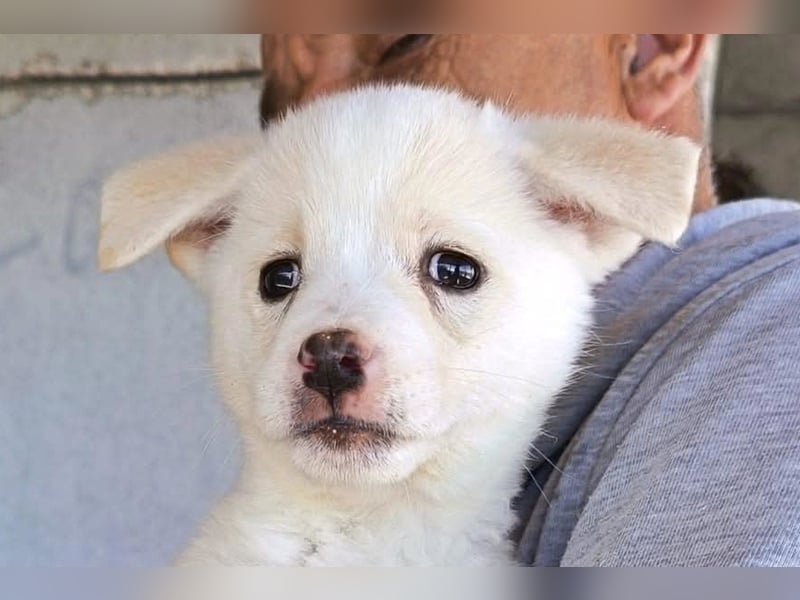 Welpin ♥Tara♥ sucht Schutz & Liebe