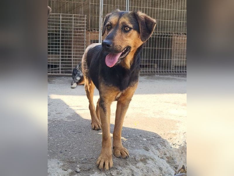 Wundervolle Aylini sucht ein Zuhause