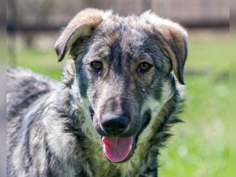 Mili-HSH-Rüde: braucht Liebe & Vertrauen