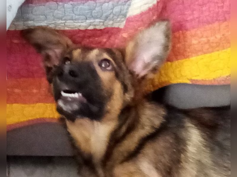 Liebevolles Fellnäschen Bebo -  liebt jeden, ob Mensch, Hund oder Katze