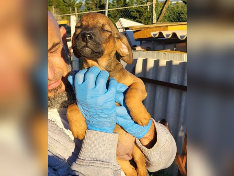 Tilly ❤️ aufgeweckte, lebenslustige Maus