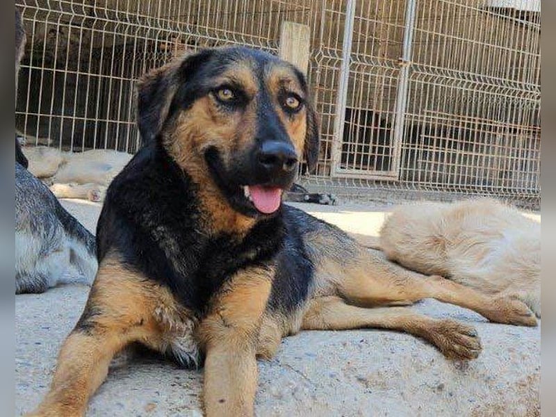 Wundervolle Aylini sucht ein Zuhause