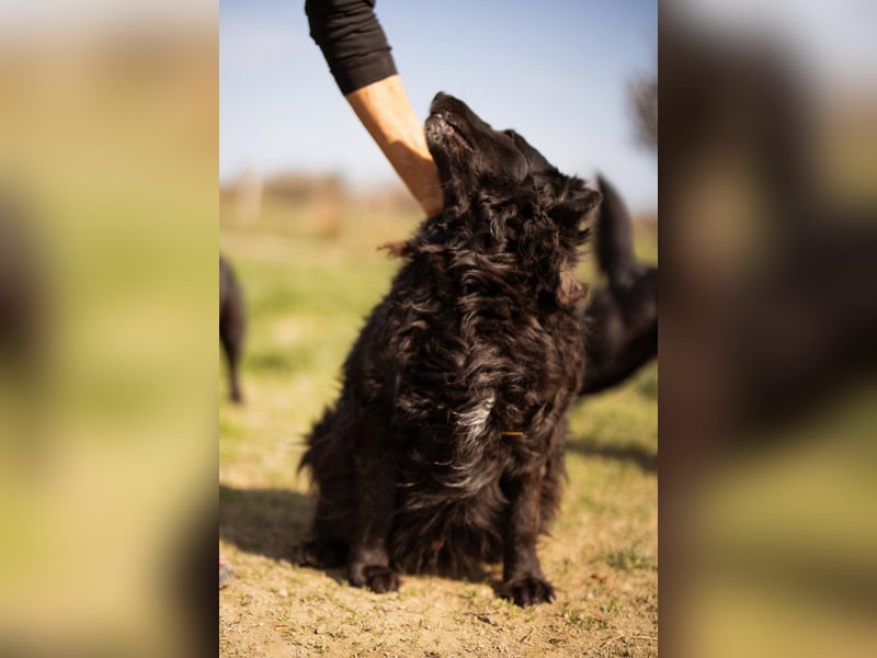 Norman - ein rundum toller Rüde