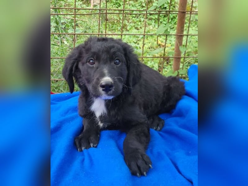 Rudi ❤️ verspielter, lieber Welpenbub! Rudi ❤️ verspielter, lieber Welpenbub!