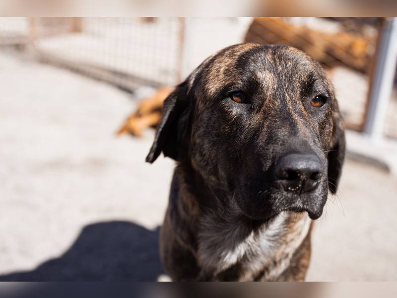 Ludwig ❤️ unser lieber, verschmuster Jungrüde!