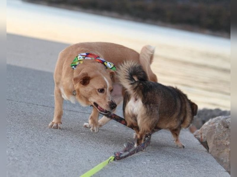 Kika & Max ❤️ gemeinsames Zuhause gesucht